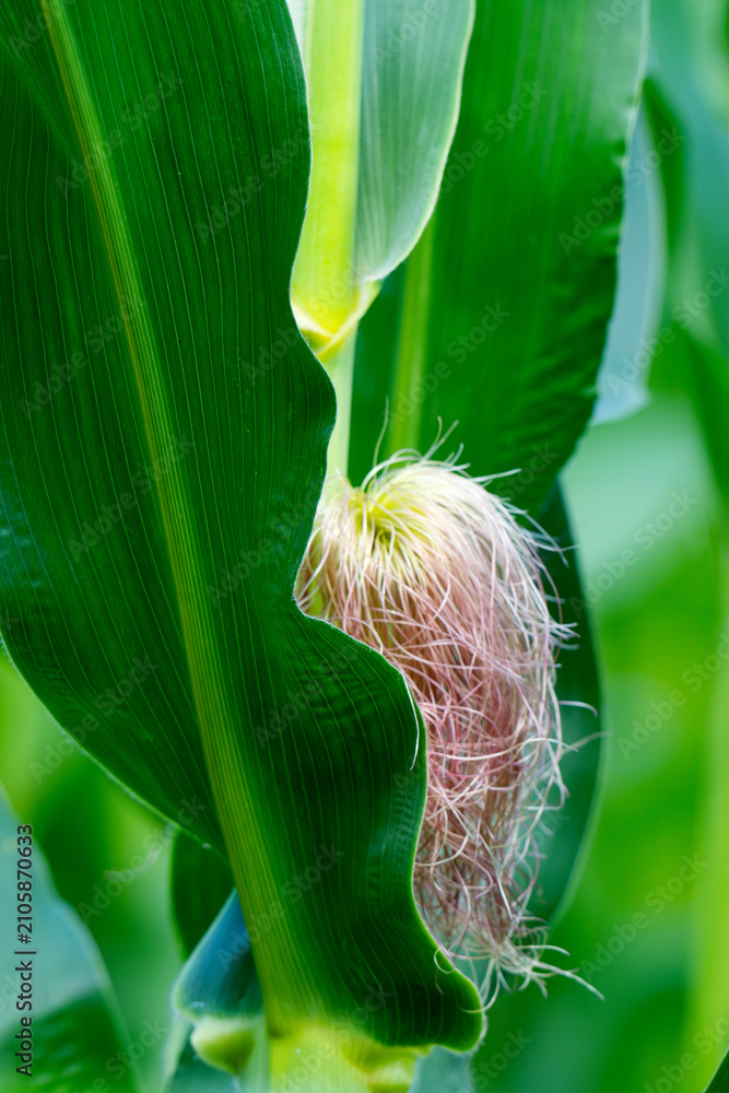 Obraz premium Corn field in the countryside. Growing corn. Female inflorescence