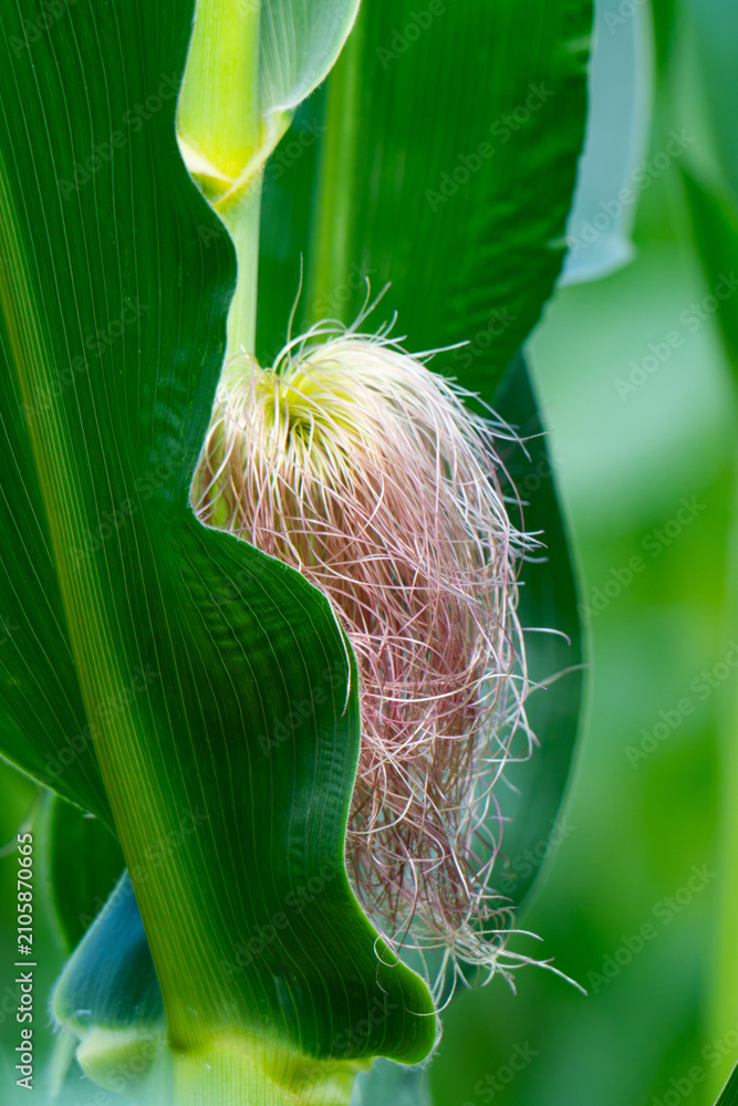 Obraz premium Corn field in the countryside. Growing corn. Female inflorescence
