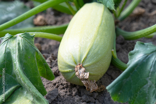 Bild auf Leinwand Zucchini plant in home garden