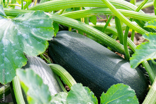 Cuadro en lienzo Zucchini plant in home garden