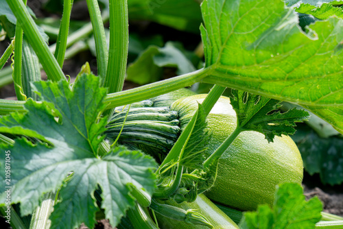 Konstfotografi Zucchini plant in home garden
