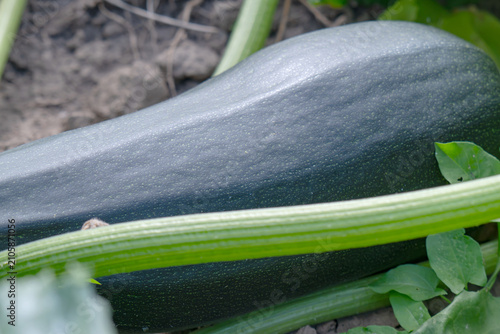 Fotografía Zucchini plant in home garden