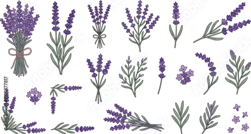 Foto Lavender flower vector set with purple floral bouquets botanical branches and si