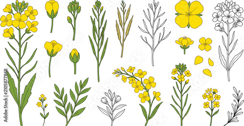 Fotografía Rapeseed flower vector set with yellow canola blossoms green pods leaves and out