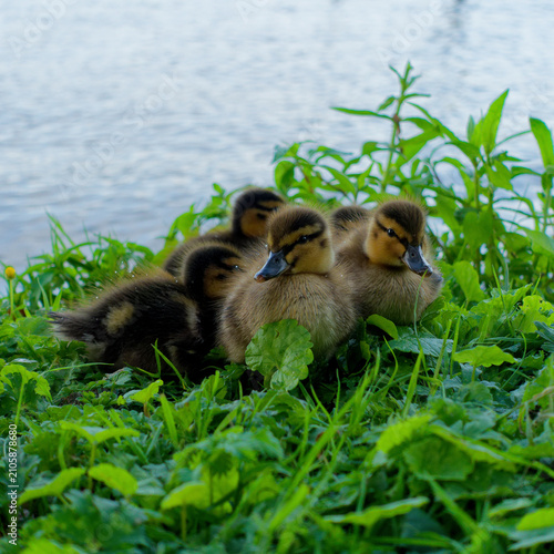 Enten