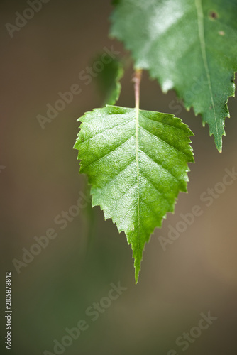 Konstfotografi Detailed macro photograph of a vibrant green silver birch leaf showing serrated edges and vein structure against a soft blurred background