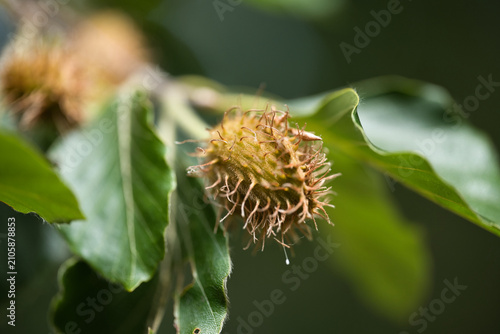 Bild auf Leinwand Close-up macro photo of a spiky beech nut cupule hanging among green beech tree leaves against a soft bokeh background