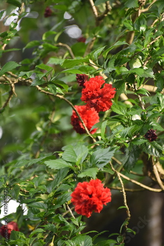 Double-Petal Red Hibiscus (Hibiscus rosa-sinensis) Flowers and Buds, Kelaniya, Sri Lanka.