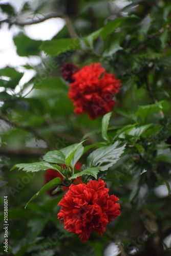 Double-Petal Red Hibiscus (Hibiscus rosa-sinensis) Flower, Kelaniya, Sri Lanka.