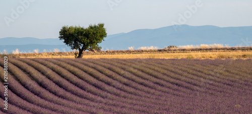 Obraz na plátně Rows of fragrant purple lavender flowers growing in the Valensole region of Provence, south of France