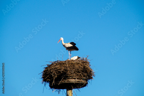 Foto A white stork stands on a large twig nest built atop a tall wooden pole against a clear blue sky