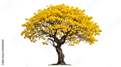 Fotografie Vibrant Yellow Flowering Tree Isolated on Black Background Blooming Golden Tabeb