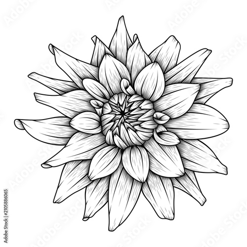 hand drawn decorative line art dahlia flower illustration isolated on transparent background