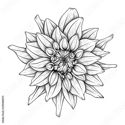 hand drawn decorative line art dahlia flower illustration isolated on transparent background