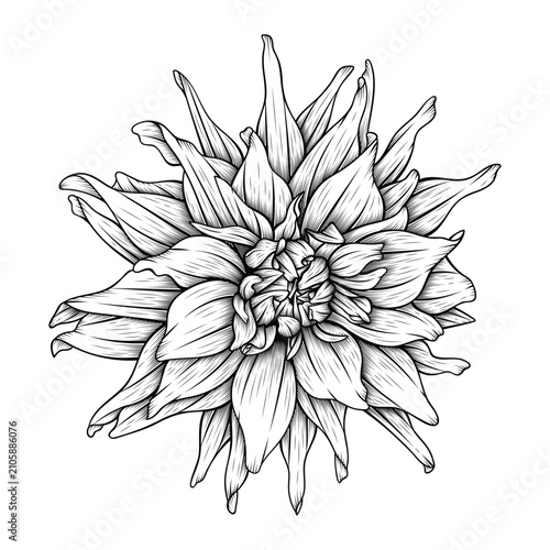 hand drawn decorative line art dahlia flower illustration isolated on transparent background