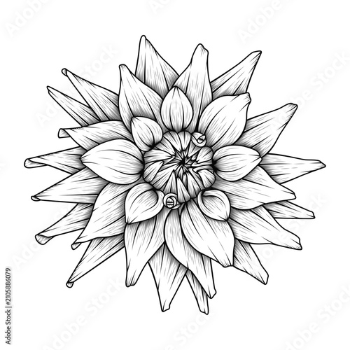 hand drawn decorative line art dahlia flower illustration isolated on transparent background