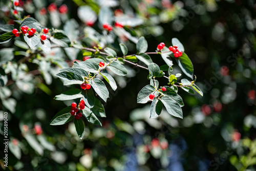 Valokuva bush honeysuckle plant with bright red berries and green leaves growing wild in a sunny Wisconsin forest