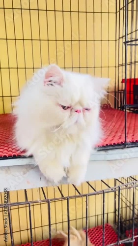 White longhair cat sitting and looking around at home