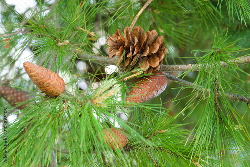 Aleppo pine cones and needles close up