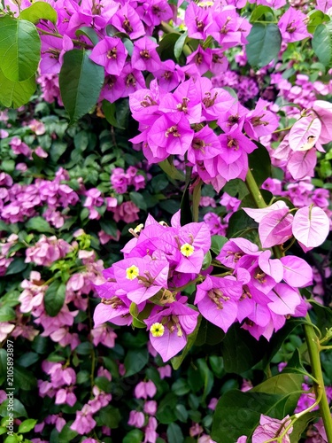 Vibrant Purple Bougainvillea Flowers Garden Bloom
