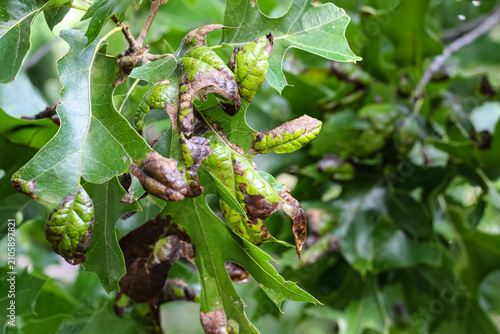 Fotografie Tree leaves showing signs of Oak Leaf Blister, a common fungal disease caused by Taphrina caerulescens
