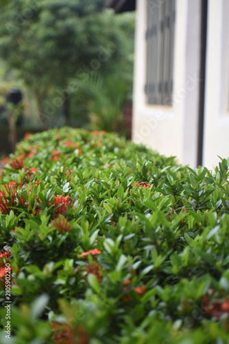 Jungle Geranium (Ixora coccinea, Jungle Flame, West Indian Jasmine, Rathmal) Flower Hedge, Kelaniya, Sri Lanka.