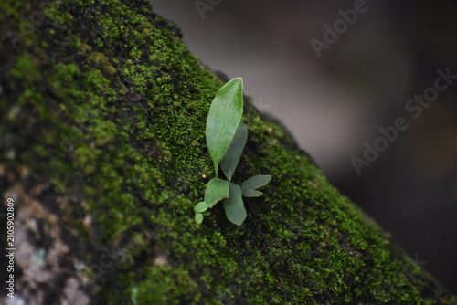 Dragon-Scale Fern (Pyrrosia piloselloides) Growing on Mossy Mango Tree Bark, Kelaniya, Sri Lanka.