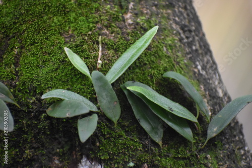 Dragon-Scale Fern (Pyrrosia piloselloides) Growing on Mossy Mango Tree Bark, Kelaniya, Sri Lanka.