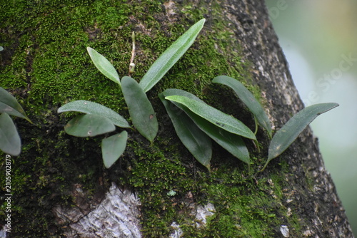Dragon-Scale Fern (Pyrrosia piloselloides) Growing on Mossy Mango Tree Bark, Kelaniya, Sri Lanka.
