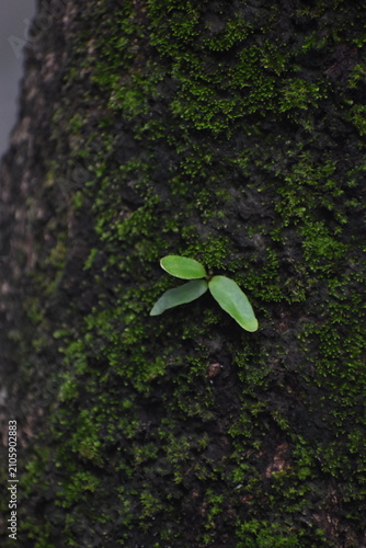 Dragon-Scale Fern (Pyrrosia piloselloides) Growing on Mossy Mango Tree Bark, Kelaniya, Sri Lanka.