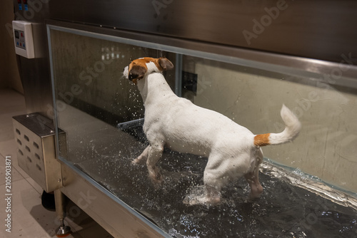 A Jack Russell Terrier walks on a treadmill in the water. Animal rehabilitation.