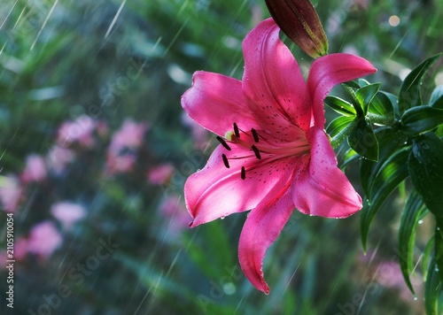 Pink lily in the garden. Floral background. Flower in the rain.
