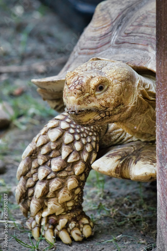 A close-up shows a large African spurred tortoise, Centrochelys sulcata, emerging from behind a post, highlighting its textured, scaled leg and wrinkly head.
