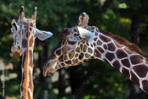Obraz Netzgiraffe