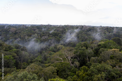 Floresta amazônica, rain florest