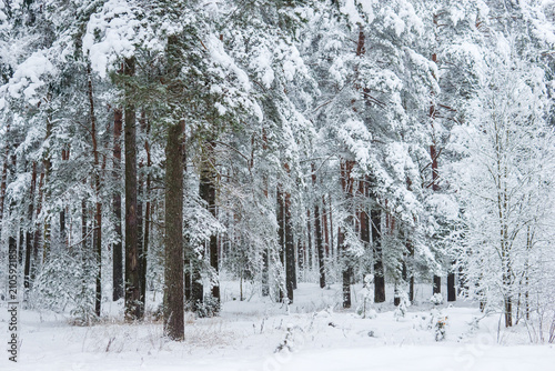 Snow-covered winter forest. Natural forest landscape.