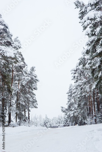 Snow-covered winter forest. Natural forest landscape.