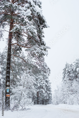 Snow-covered winter forest. Natural forest landscape.