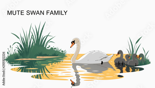 фотографія Very beautiful realistic vector illustration of a MUTE SWAN FAMILY featuring a b