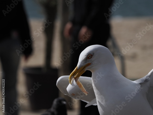 Cuadro en lienzo Detalle macro de gaviota juvenil (Larus) comiendo restos de comida en una mesa de playa