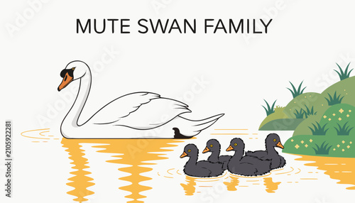 Принти на полотні Very beautiful realistic vector illustration of a MUTE SWAN FAMILY featuring a b