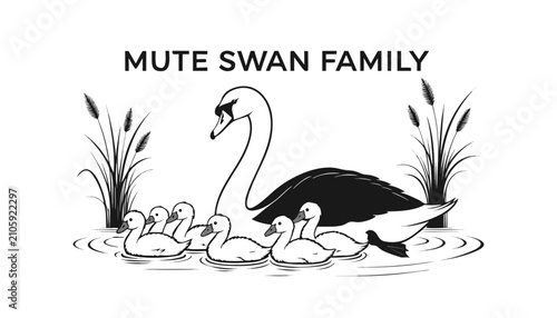 Canvastavla Very beautiful black and white realistic vector illustration of a MUTE SWAN FAMI
