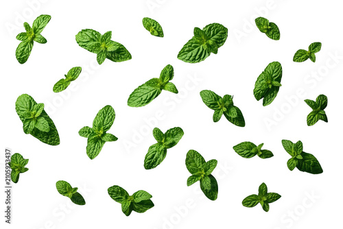 Fresh green mint leaves flying, falling, or hovering, creating a vibrant pattern on transparent background