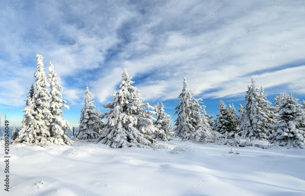 Fototapeta premium Beautiful winter landscape with frozen trees