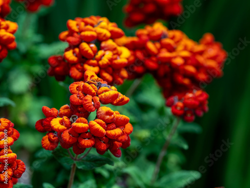 Obraz na plátně A closeup look at Calceolaria, slipper flower or pocketbook plant, it is a vibrant half-hardy perennial known for its pouch-like, orchid-like blooms