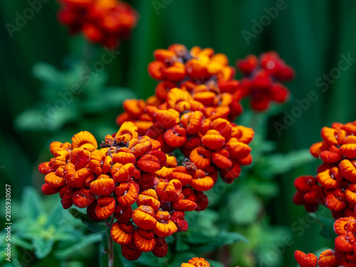 Fotografie A closeup look at Calceolaria, slipper flower or pocketbook plant, it is a vibrant half-hardy perennial known for its pouch-like, orchid-like blooms