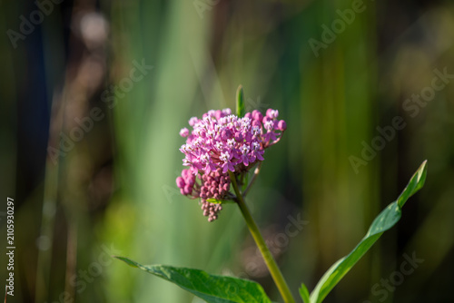 Swamp Milkweed in Bloom in Ontario Wetlands