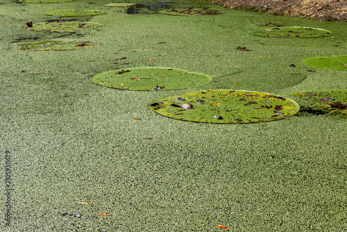 Vitória-régia (Victoria amazonica) flutuando em lago da Floresta Amazônica