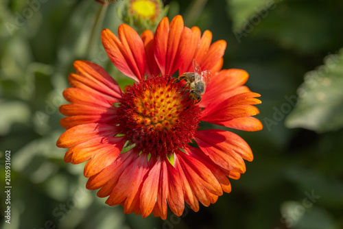 Fotografía Bee foraging on vibrant red and orange blanket flower