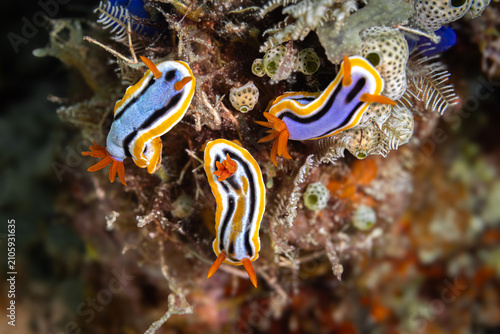 Foto Mating Nudibranches @ Romblon, The Philippines
